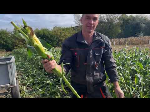 Видео: Куди я діваю бадилля кукурудзи 🌽