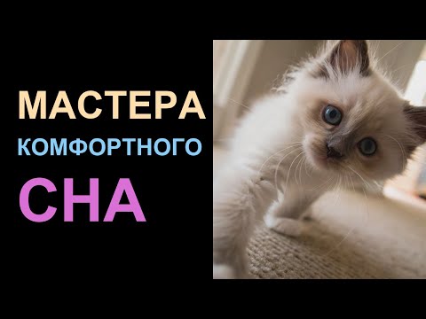 Видео: 🐱 Почему кошки ВСЕГДА спят КАЛАЧИКОМ — древний СЕКРЕТ выживания
