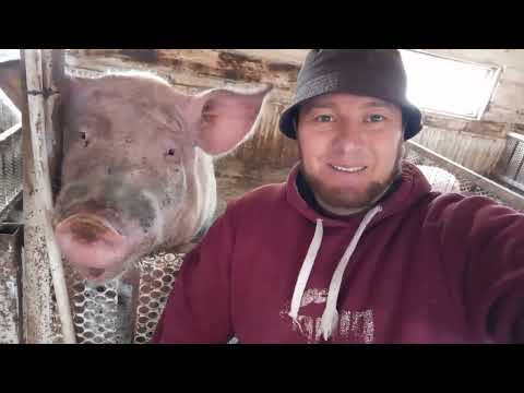 Видео: ‼️#Каннибализм!Поедание приплода во время опороса, по каким причинам??? Как этого во избежать???#‼️