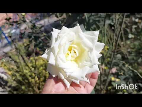 Видео: Осенняя  Генеральная  Уборка Заднего  Дома