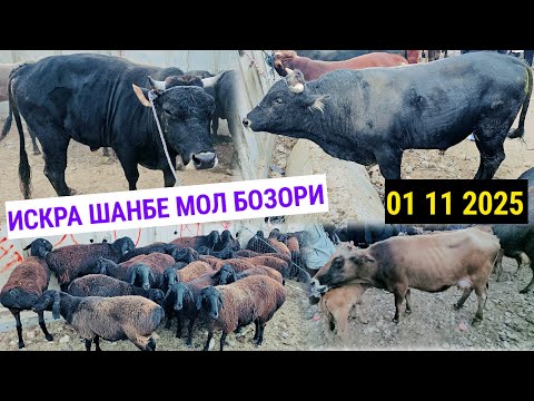 Видео: ИСКРА ШАНБЕ МОЛ БОЗОРИ 01 11 2025