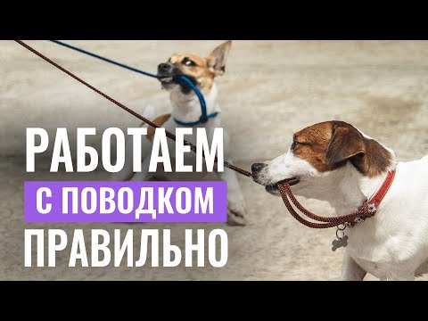 Видео: БЛИЦ С КИНОЛОГОМ: 9 важных советов при работе с поводком