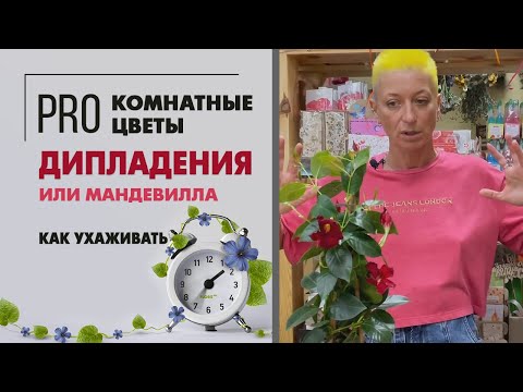 Видео: Мандевилла или Дипладения - как правильно | Цветущее комнатное растение. Давайте знакомиться.