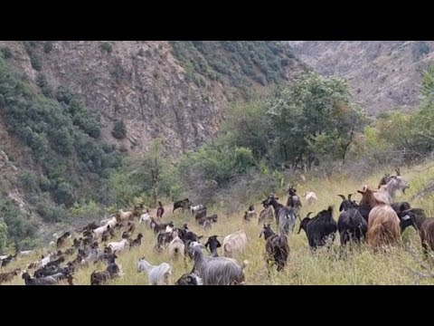 Видео: Як рузи молбони дар борони14 июл 2024 г.
