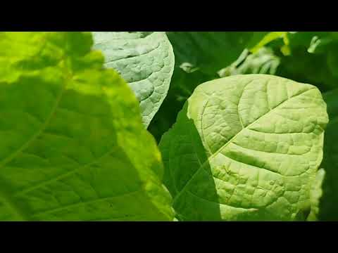 Видео: Определяем зрелость листа табака! Так ли легко определить зрелость листа табака?