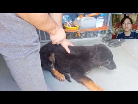 Видео: Почему я не увидела того, что щенок проблемный и почему оставила его себе.