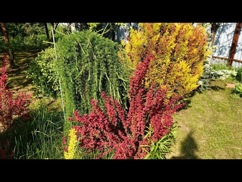 Видео: Моя любимая дача 2 июня 2025❤️ 1,5 месяца отсутствия. Небольшой обзор.