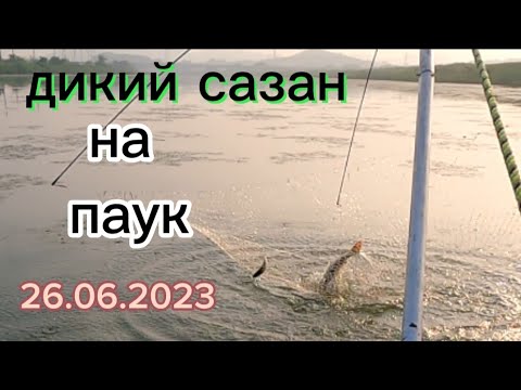 Видео: Южная Корея. Дикий САЗАН на подъёмник  с Лодки ⛵️.  #рыбалка  #fishing