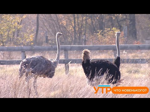 Видео: Что новенького: страусы