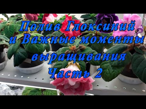 Видео: Как правильно поливать Глоксинии. Часть 2