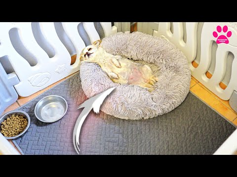 Видео: Ждем роды у ЧИХУАХУА. 9 собак едут к врачу!  У Чиби всё серьёзно...