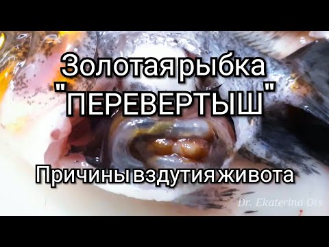 Видео: Болезни рыб - ЗОЛОТАЯ РЫБКА ПЕРЕВЕРТЫШ Аквариум / Fish disease - sick goldfish
