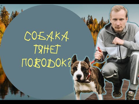 Видео: Как отучить собаку тянуть поводок?