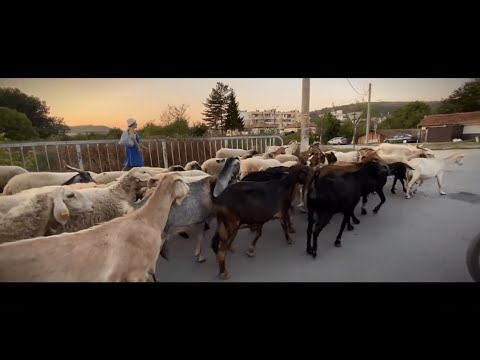 Видео: ПРЕЗ СОЦА ВСИЧКИ БЯХМЕ БОГАТИ!