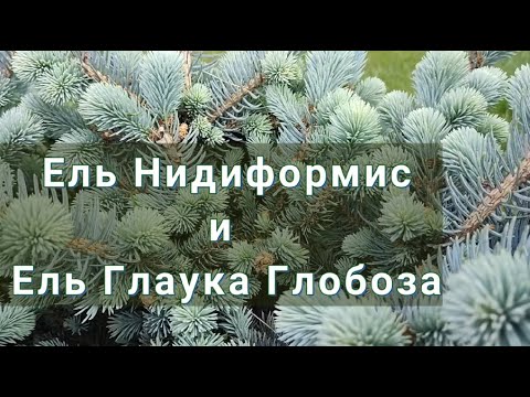 Видео: КАРЛИКОВЫЕ ЕЛИ НИДИФОРМИС и ГЛАУКА ГЛОБОЗА | Карликовые ели | Голубые ели Ель Глаука Глобоза