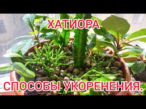 Видео: ХАТИОРА. Способы укоренения.Ищу лучший!