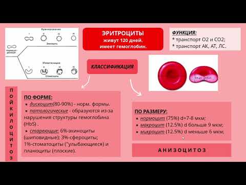 Видео: Кровь. Лимфа. Понятие о системе крови.