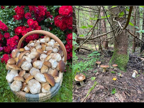 Видео: СУПЕР ПОЛЯНЫ БЕЛЫХ ГРИБОВ, КОРЗИНА БЕЛЫХ ЗА ЧАС!