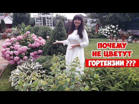 Видео: Почему не растет и не цветет гортензия? Что делать? 10 причин.