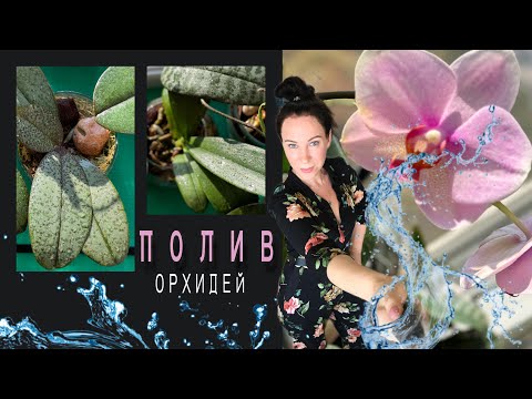 Видео: Вы будете УДИВЛЯТЬСЯ‼️Сверху сухо-не беда. Полив подростков в НЕРАЗОБРАННОМ мхе и не только!