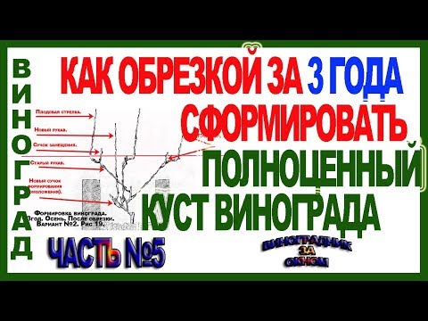 Видео: 🍇  Пошаговая обрезка и формировка куста винограда за 3 года. Школа виноградаря. Часть №5.