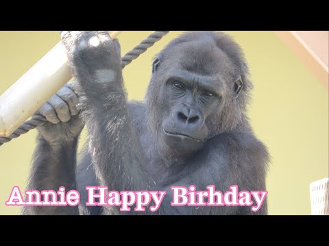Видео: 🎉 10-летие Энни 🎂 горилла🌟Семья Шабани