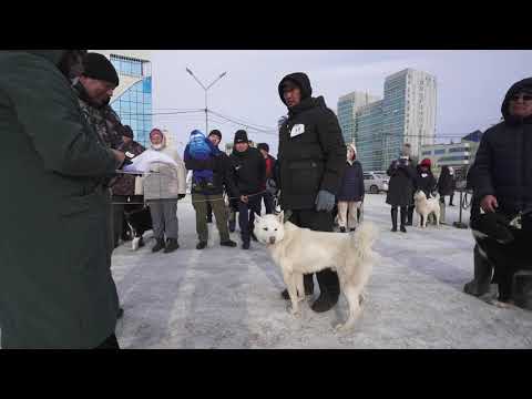 Видео: Восточно-сибирские лайки. Республиканская выставка охотничьих лаек «Лайки Якутии 2021»