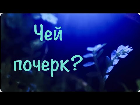 Видео: Чей почерк? / Селагинелла, плаунок