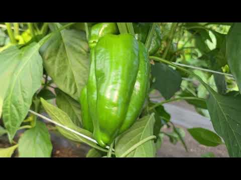 Видео: Кубовидный перец Рэд Найт F1, подвязка и налив плодов. 22.05.2024.