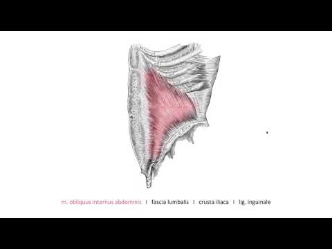 Видео: Мускули на корема (4:59) ┃teoriyata.com