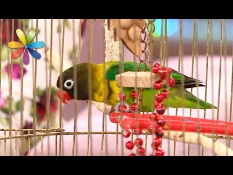 Видео: Как отучить попугая сбрасывать вещи на пол – Все буде добре. Выпуск 1090 от 19.09.17