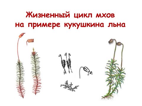Видео: Жизненный цикл мхов на примере кукушкина льна