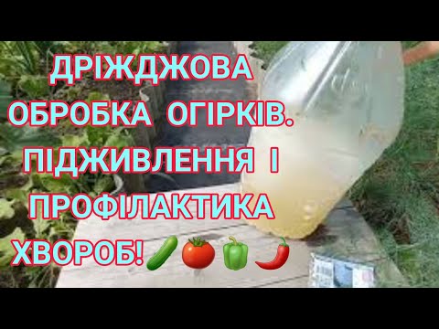 Видео: ДРІЖДЖІ ЯК ДОБРИВО ДЛЯ ОВОЧІВ🍅🥒 #чимпідкормитиогірки#огурцывмигпойдутврост#дрожжеваяподкормка#огурцы