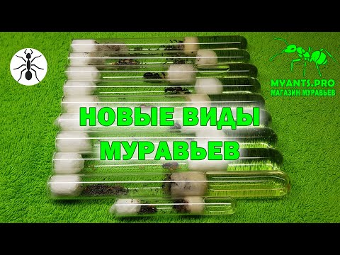 Видео: Обзор новых видов муравьев