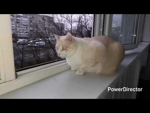 Видео: Живу в окружении котов и  зятя повара Влада .Какое число и время не помню. 