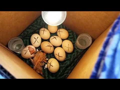 Видео: Курица🐔бросила гнездо, а цыплята взяли и вылупились!!!🐣🐣🐣Это просто чудо!