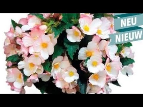 Видео: Бегония элатиор, новый сезон. Что делать после того, как мы получили растения, первая подкормка
