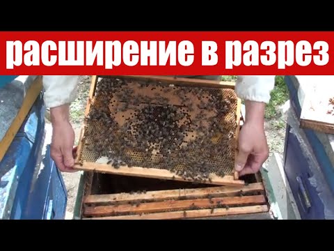 Видео: Расширение гнезда пчел в разрез и на край. Средней силы семья.