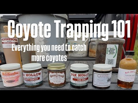 Видео: Отлов койотов: 101. Что использовать, чтобы поймать больше койотов