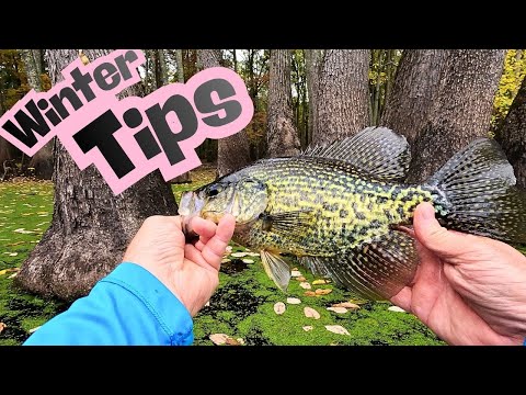 Видео: Советы и рекомендации по зимней рыбалке на краппи
