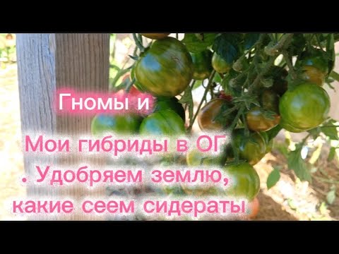 Видео: Гномы и мои гибриды в Открытом грунте.Какие сеем сидераты ☺️👍