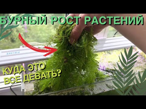 Видео: НЕУЖЕЛИ ОНИ РАСТУТ? l КУДА ДЕВАТЬ ВСЕ ЭТИ РАСТЕНИЯ? l БУРНЫЙ РОСТ РАСТЕНИЙ В НАШИХ АКВАРИУМАХ