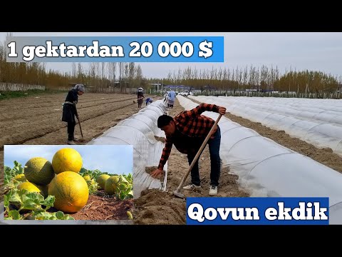 Видео: Қовун екиш 1 гектардан 200 млн даромад килиш учун харакат ( Ковун екиш )
