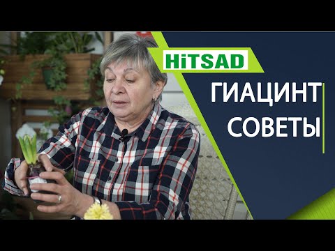 Видео: Гиацинт после покупки 🌸 Гиацинт - Посадка и Уход 🌸