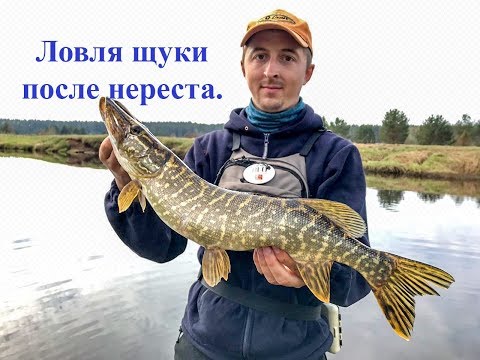 Видео: Ловля щуки после нереста.