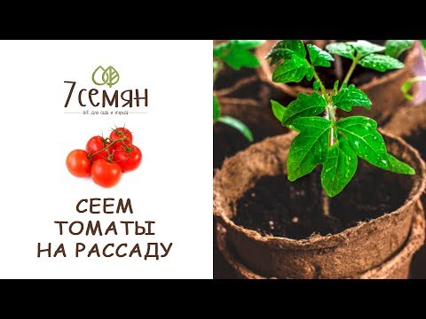 Видео: САЖАЕМ ТОМАТЫ ВМЕСТЕ С ЛАРИСОЙ ЗАРУБИНОЙ / 7 семян