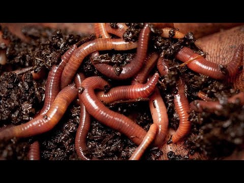 Видео: ловушка для красных червей как их привлеч