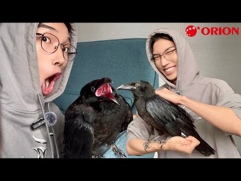 Видео: Бүтэн өдөр хэрээ тэжээж үзэв.
