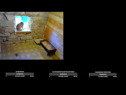 Видео: Приколы коты прямой эфир 24/7