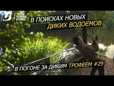 Видео: Ловля осеннего карпа. В погоне за диким трофеем #29.